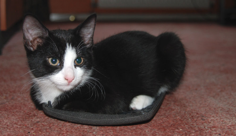 The purest kind of entropy. Dom laid on a nice Hi-Fi speaker cover he’s just pulled off.